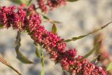 Rumex ucranicus