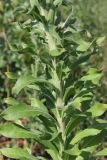 Oenothera depressa