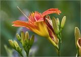 Hemerocallis × hybrida