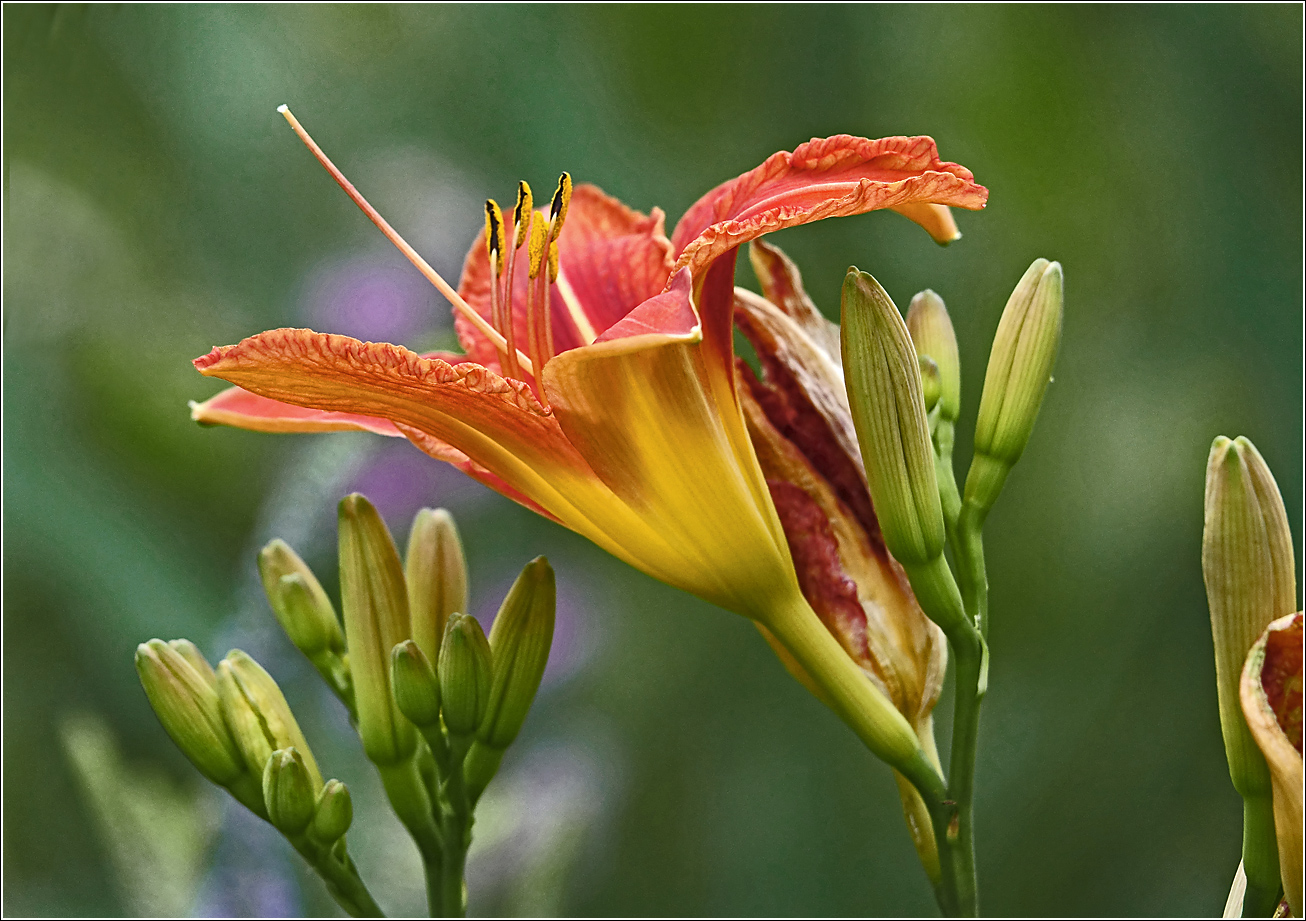 Image of Hemerocallis × hybrida specimen.