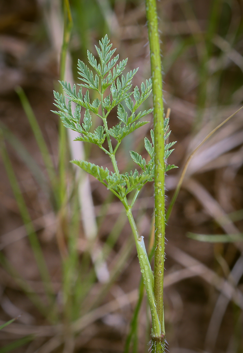 Изображение особи Chaerophyllum prescottii.