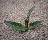 Persicaria lapathifolia. Вегетирующее растение. Пермский край, Оханский р-н, Тулумбаихинское сельское поселение, Кунчурихинский бор, песчаный берег. 03.05.2023.