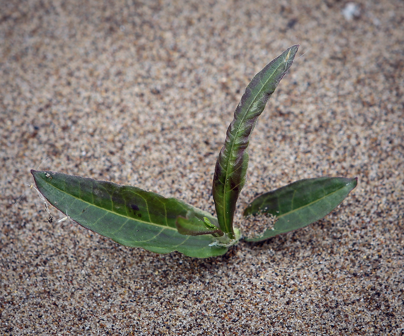 Image of Persicaria lapathifolia specimen.