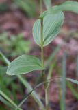 Epipactis helleborine. Часть побега. Челябинская обл., Златоустовский гор. округ, национальный парк \"Таганай\", окр. приюта «Белый ключ», смешанный лес возле тропы. 7 июля 2023 г.