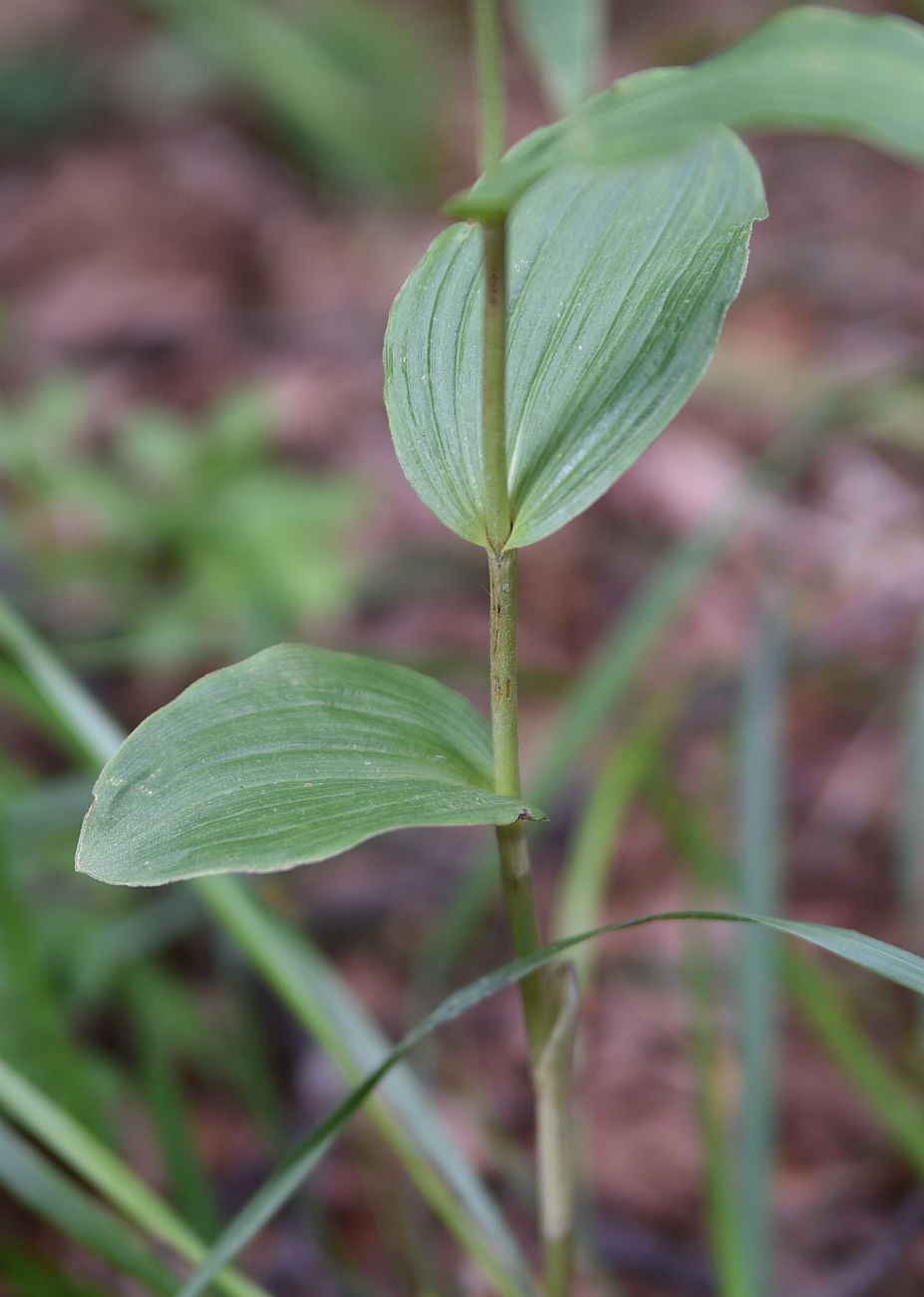 Изображение особи Epipactis helleborine.