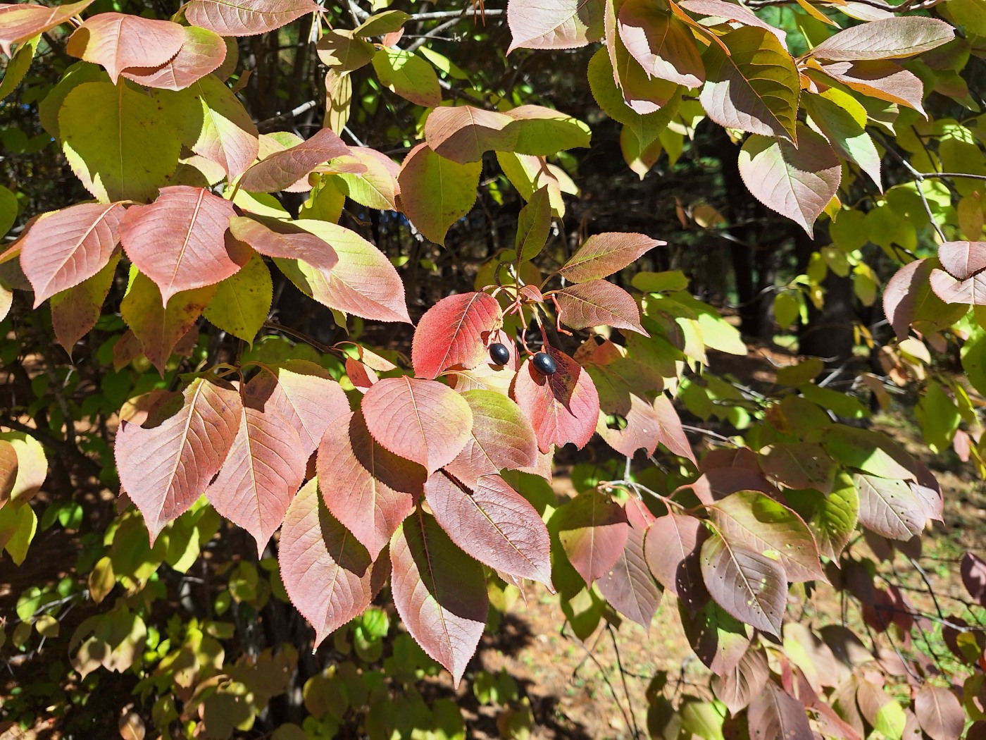 Изображение особи Viburnum prunifolium.