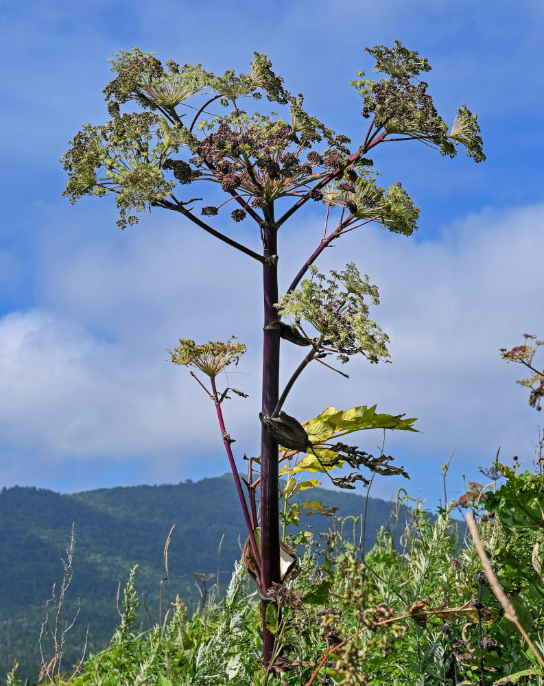 Image of Angelica ursina specimen.
