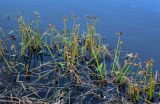 Sagittaria sagittifolia. Плодоносящие растения. Владимирская обл., Петушинский р-н, окр. с. Марково, р. Клязьма, в воде у берега. 23.09.2023.