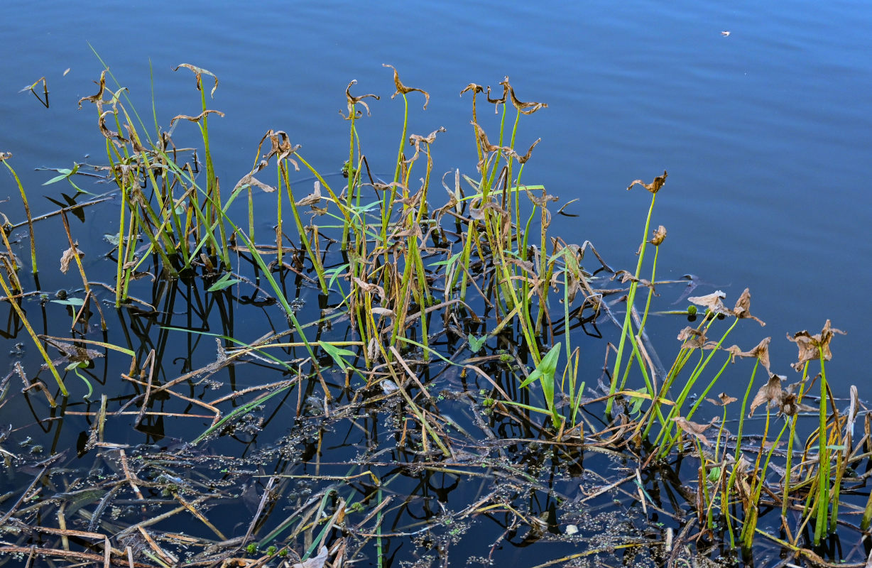 Image of Sagittaria sagittifolia specimen.