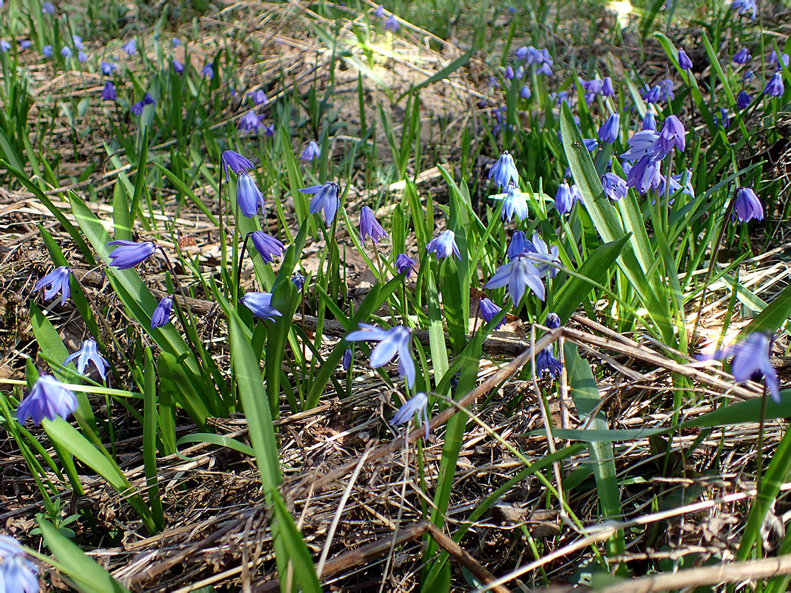 Изображение особи Scilla siberica.