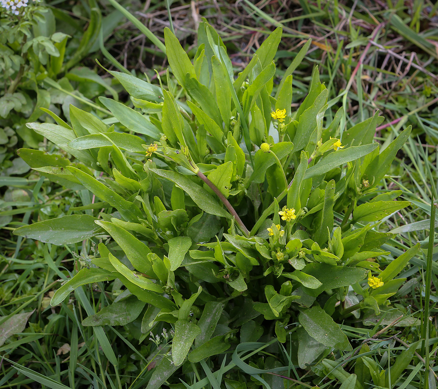 Image of Ranunculus ophioglossifolius specimen.