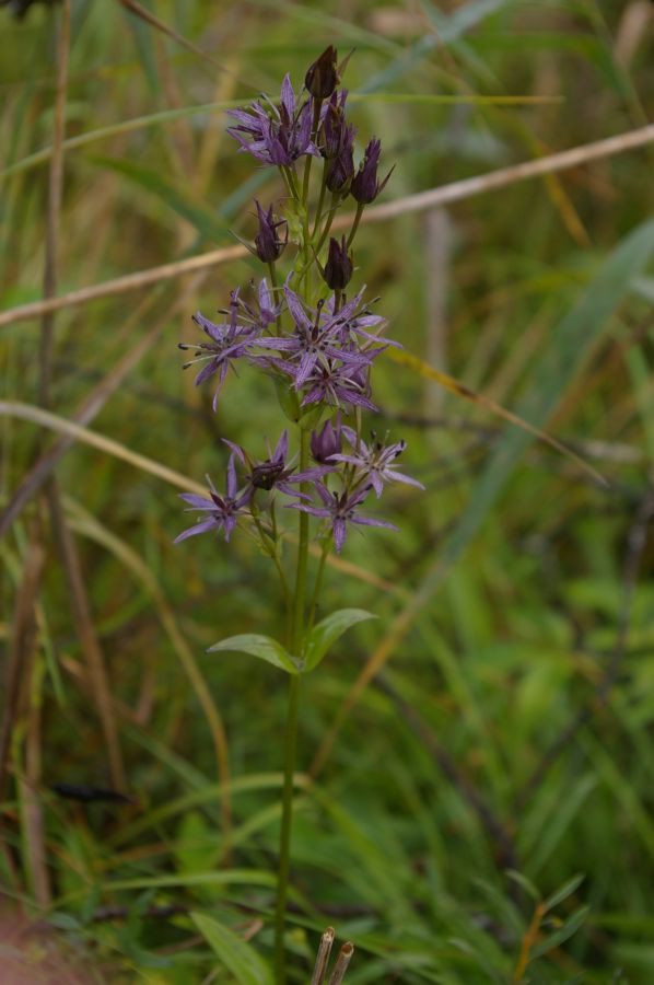 Image of Swertia perennis specimen.