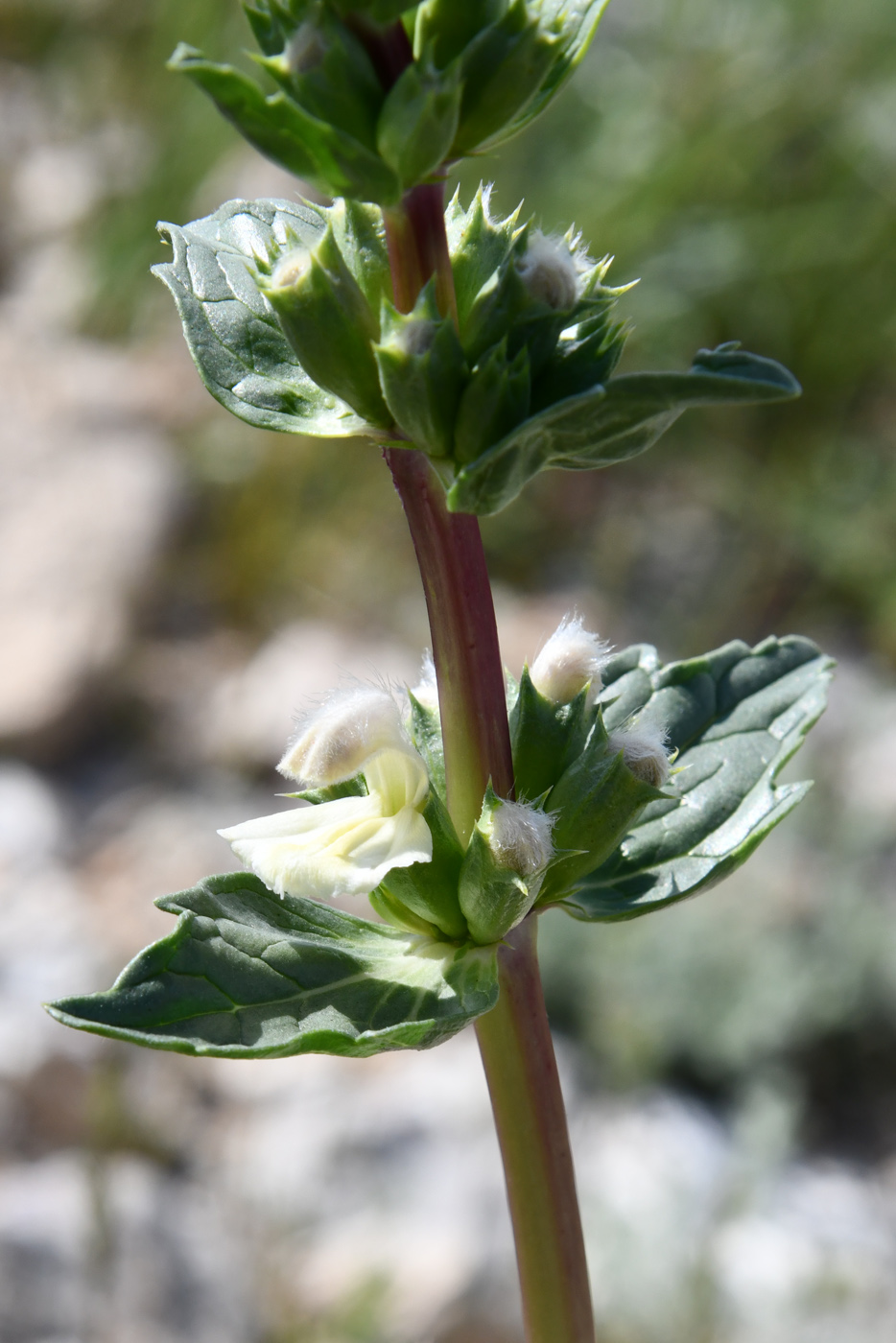 Image of Phlomoides septentrionalis specimen.