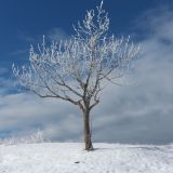 Fraxinus excelsior