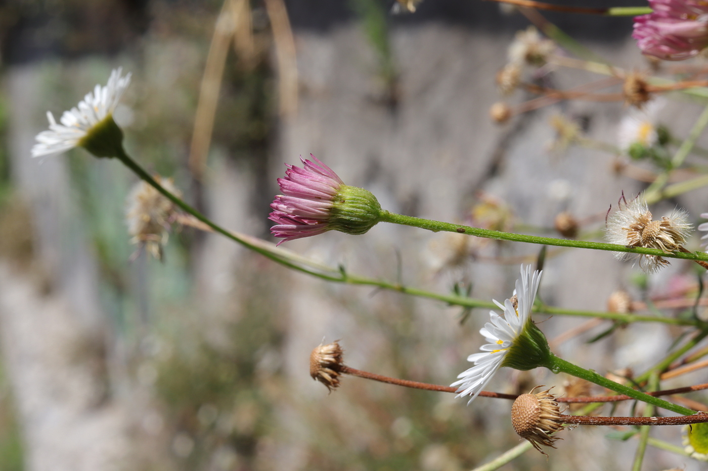 Изображение особи Erigeron karvinskianus.