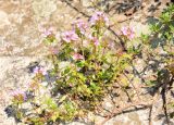 Thymus seravschanicus