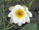 Nymphaea &times; borealis