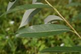 genus Salix. Лист (вид на абаксиальную поверхность). Липецкая обл., Данковский р-н, окр. ур. Стрешнево, берег реки. 1 августа 2024 г.