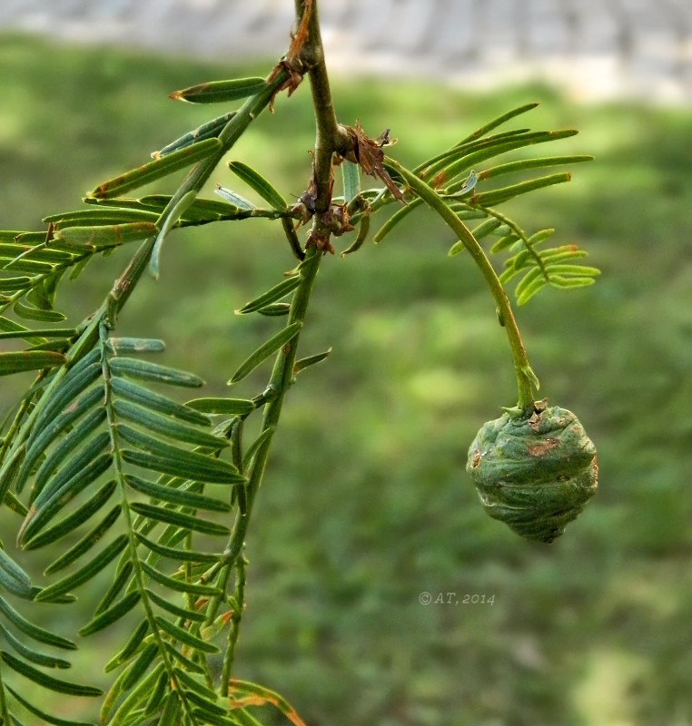 Изображение особи Metasequoia glyptostroboides.