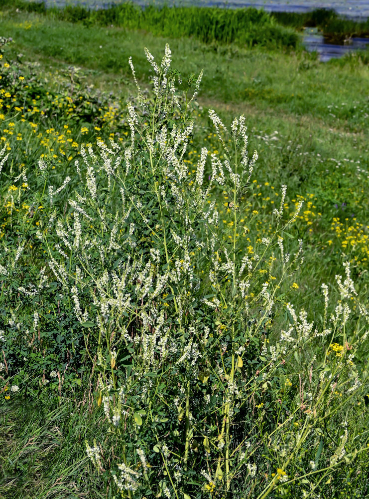 Изображение особи Melilotus albus.