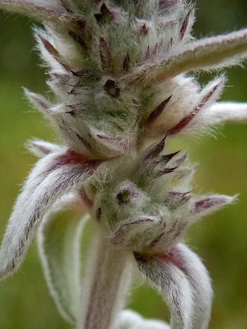 Изображение особи Stachys cretica.