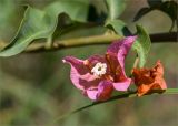 род Bougainvillea. Соцветия. Турция, г. Анталья, Dokuma Park, в культуре. 01.06.2024.