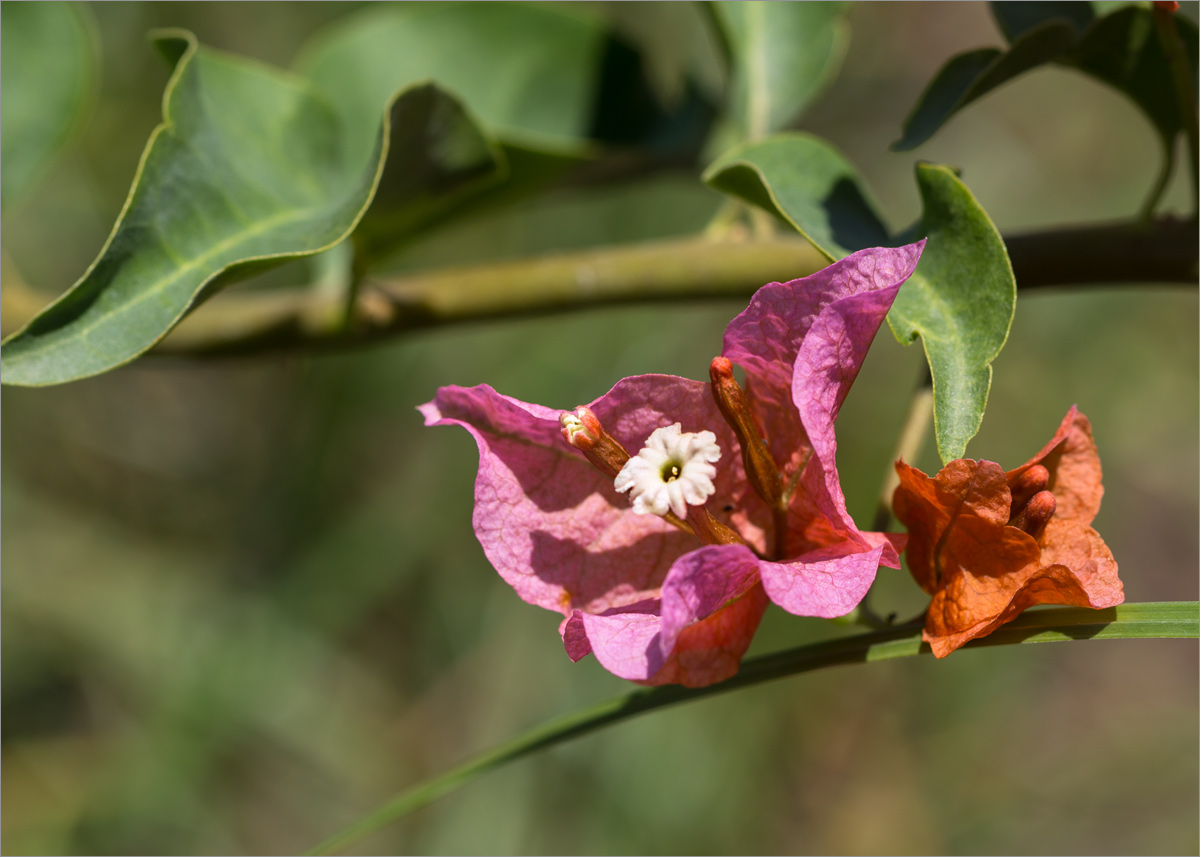 Image of genus Bougainvillea specimen.