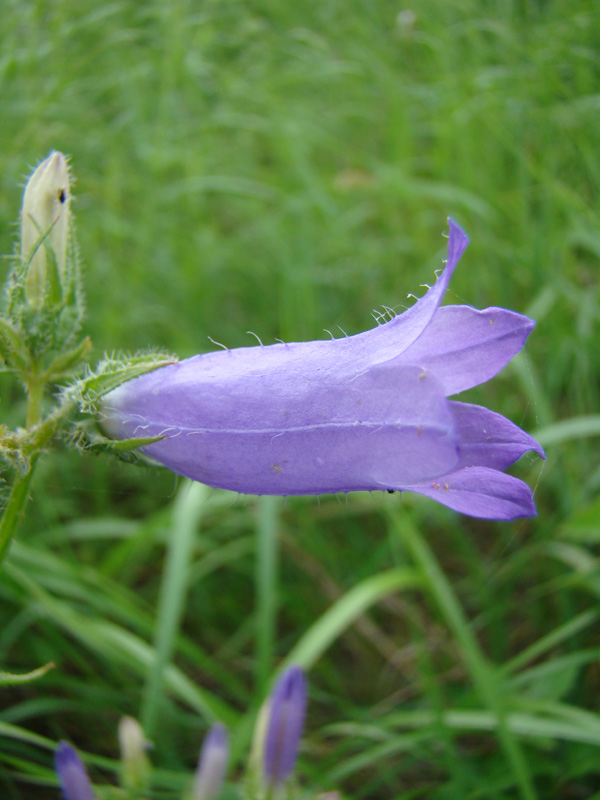 Изображение особи Campanula praealta.