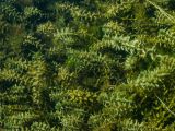 Elodea canadensis