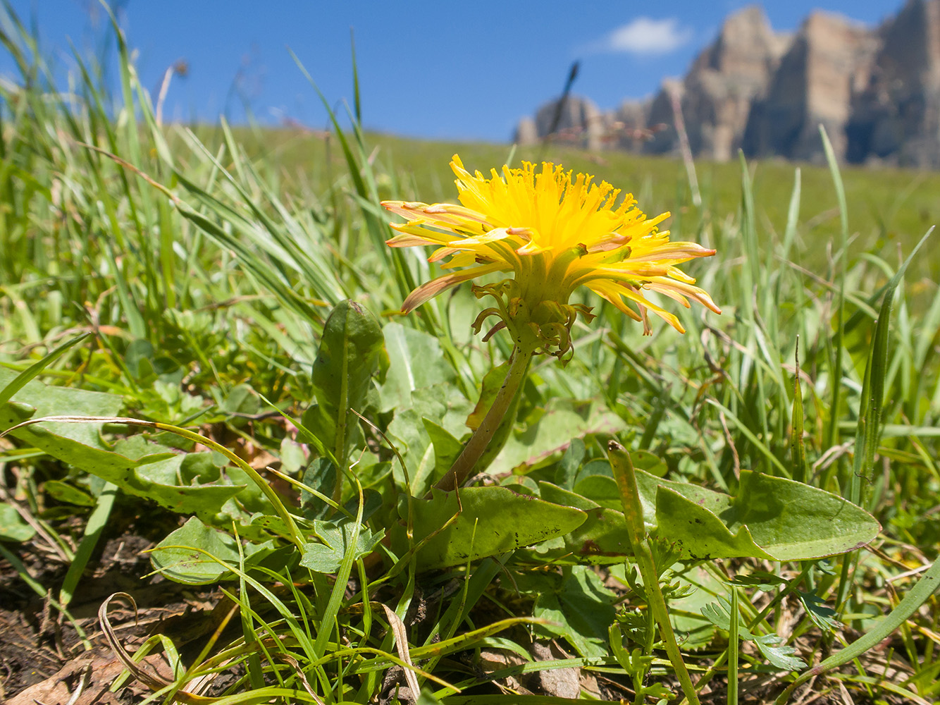 Изображение особи Taraxacum stenocephalum.
