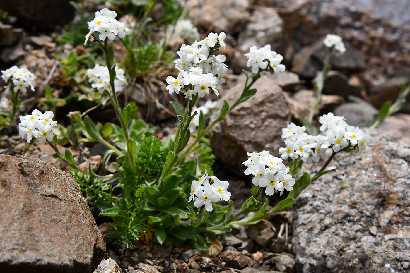 Изображение особи Eritrichium villosum.