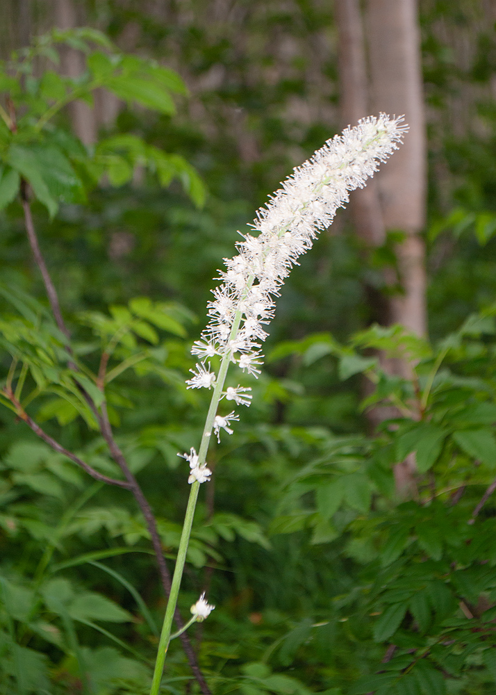 Изображение особи Cimicifuga simplex.