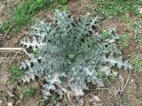 Onopordum acanthium