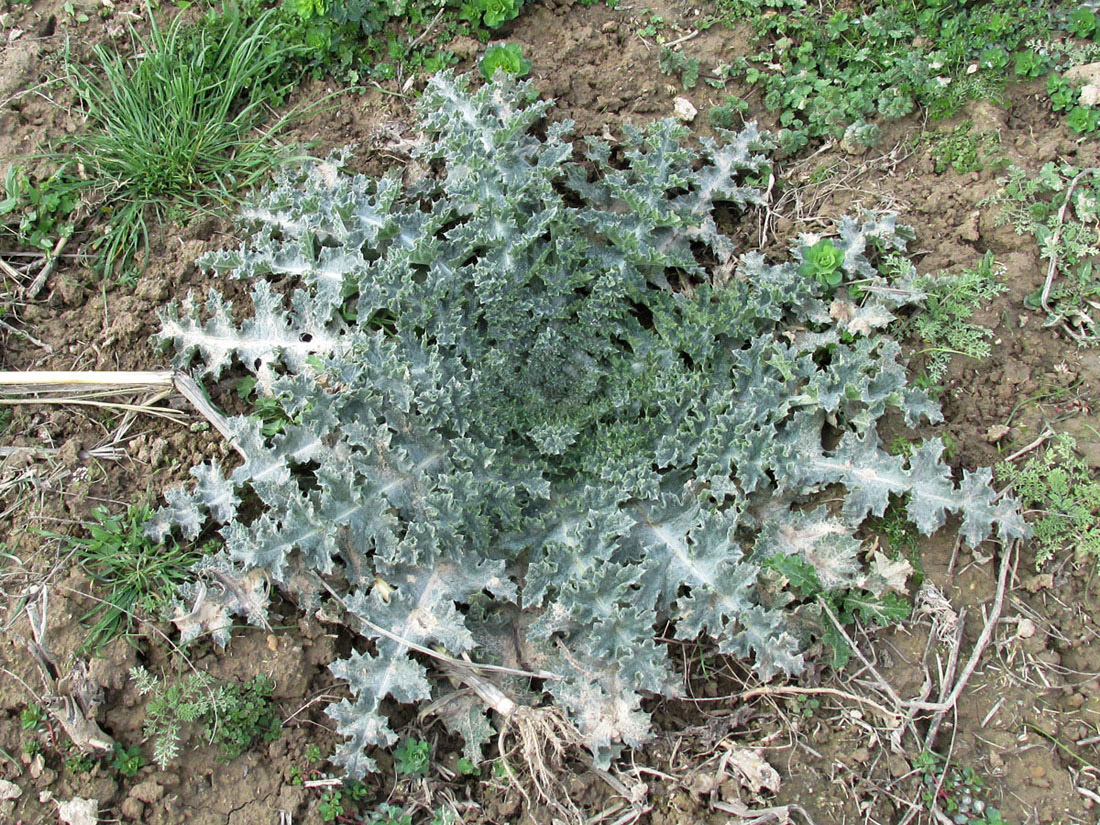 Image of Onopordum acanthium specimen.