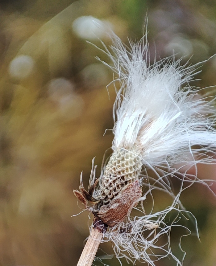 Image of Eriophorum scheuchzeri specimen.