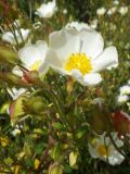 Cistus salviifolius. Цветущая веточка. Турция, ил Анталья, г. Алания, улица Baraj Cd, вдоль р. Dimҫayi, каменисто-щебнистая россыпь у обочины дороги. 26.03.2024.