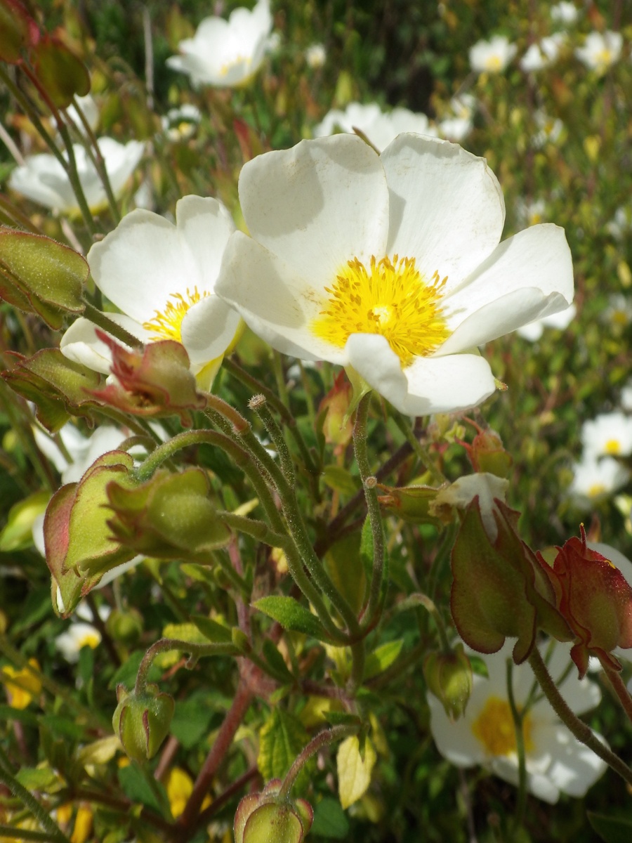 Изображение особи Cistus salviifolius.
