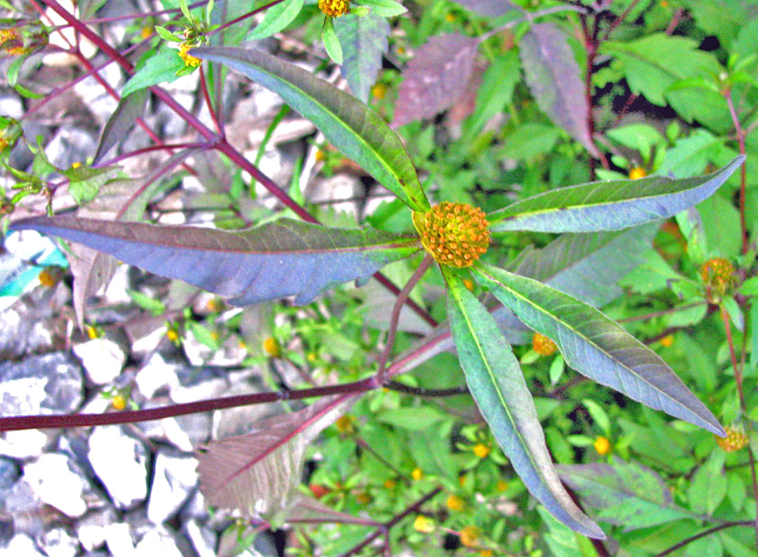 Image of Bidens connata specimen.