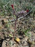 Nonea caspica