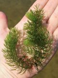 Ceratophyllum demersum