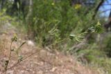 Trigonella striata