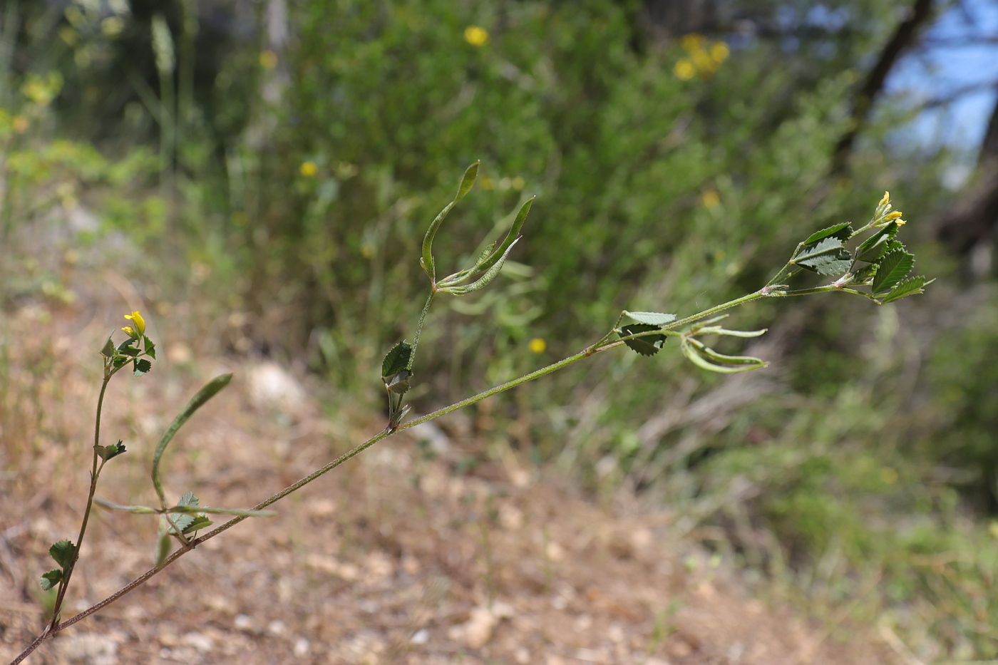Image of Trigonella striata specimen.