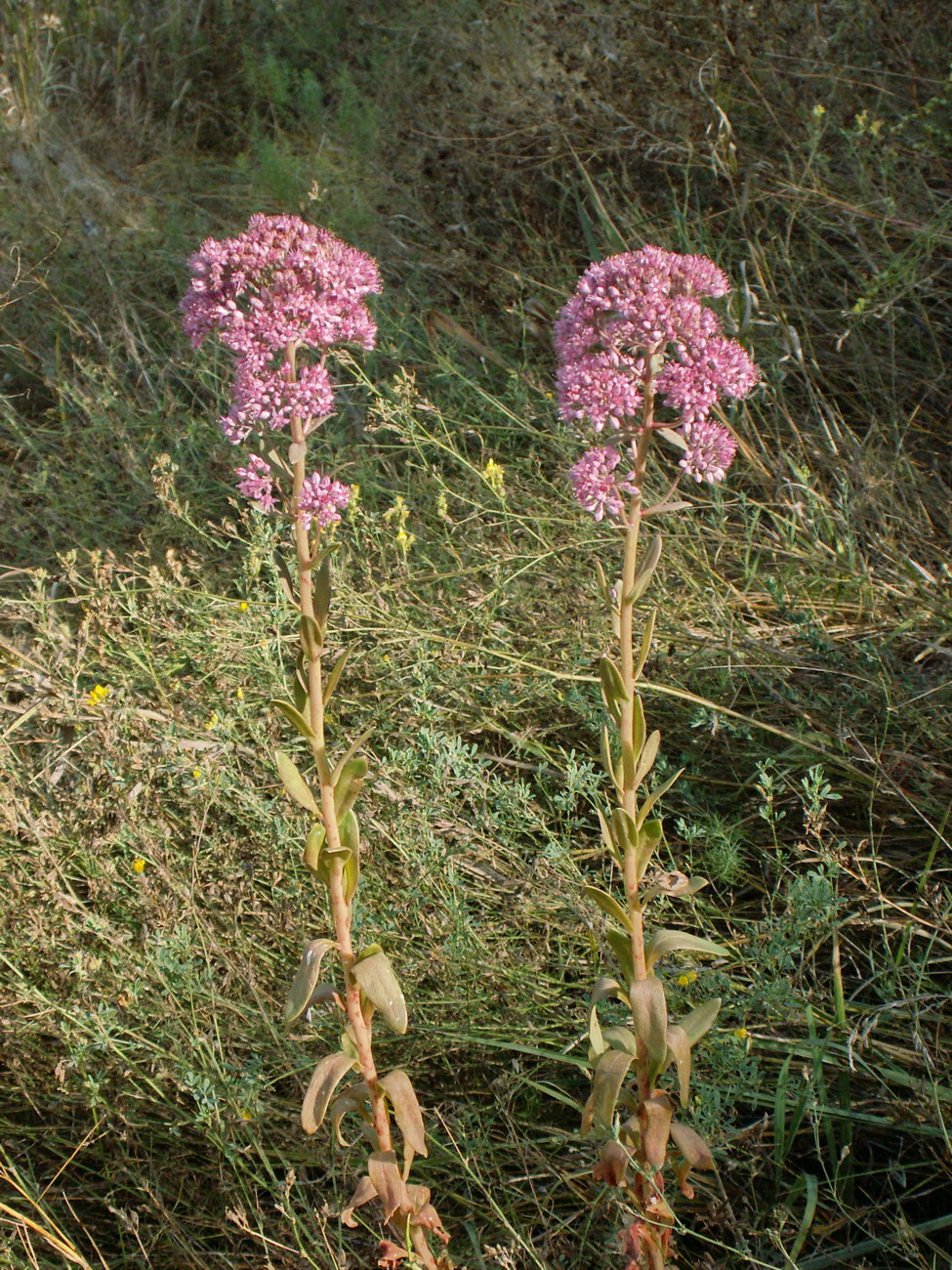 Image of Hylotelephium triphyllum specimen.