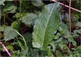 genus Rumex