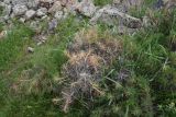genus Astragalus