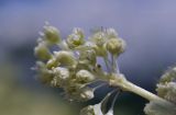 genus Rheum