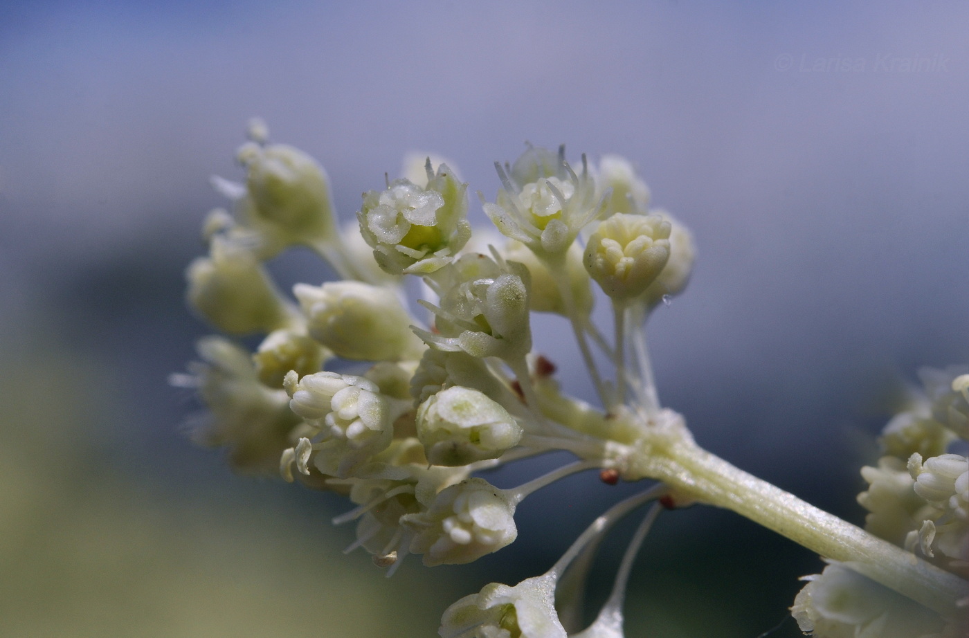 Изображение особи Rheum rhabarbarum.