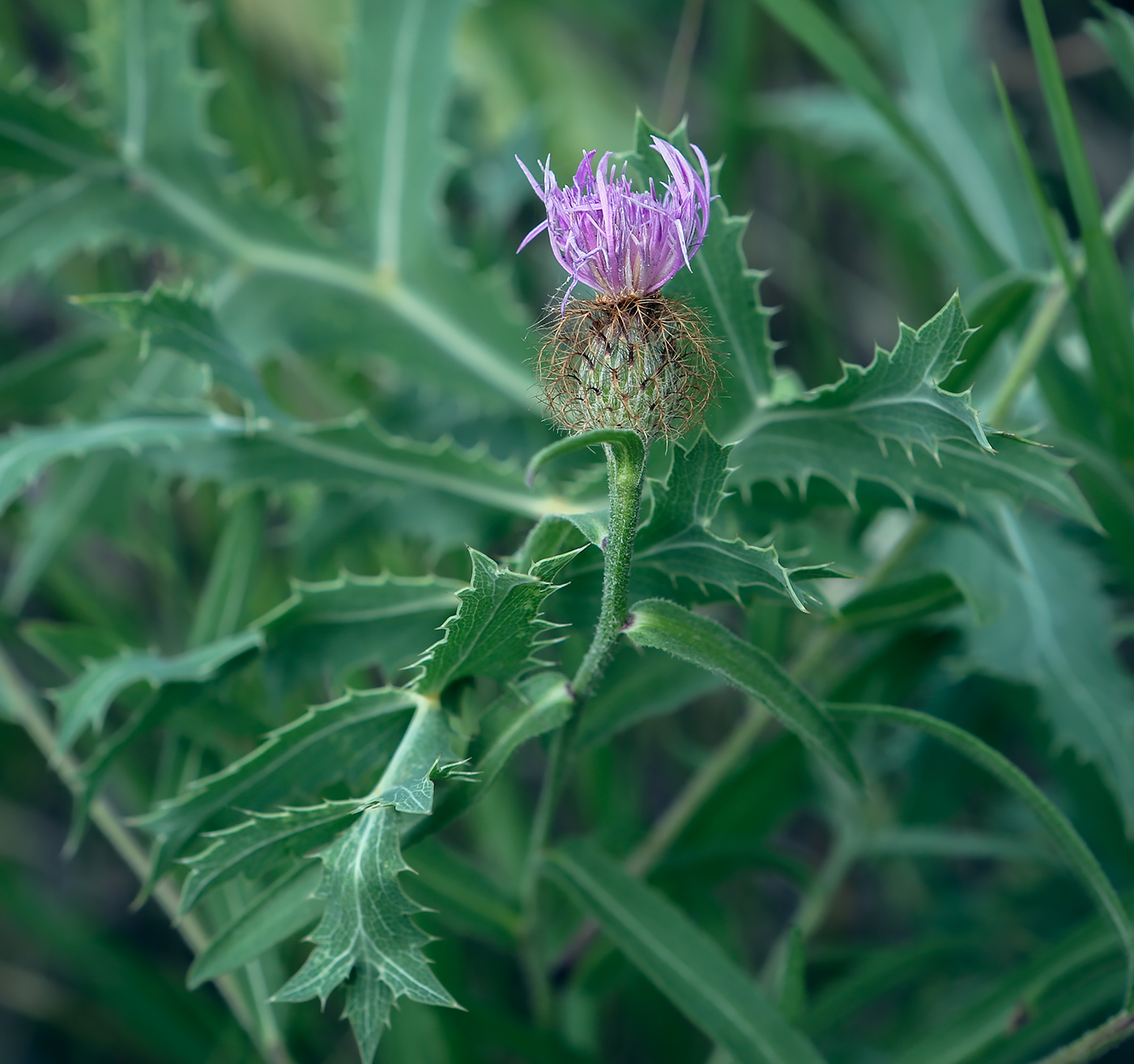 Image of Centaurea trichocephala specimen.