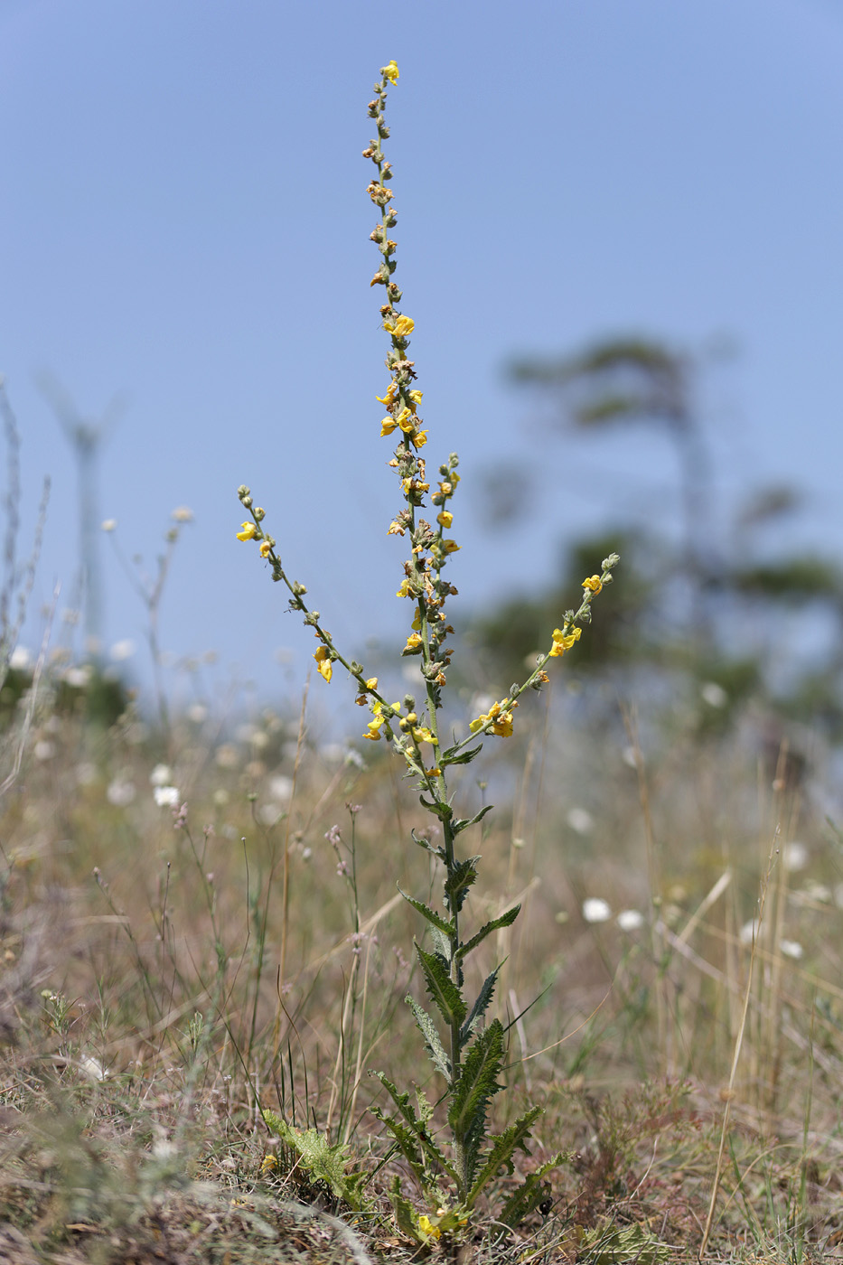 Image of genus Verbascum specimen.