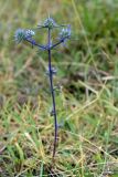 Eryngium caeruleum